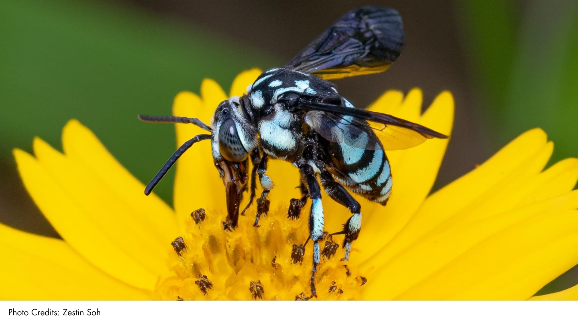 Himalayan Cloak-and-Dagger Bee | BiodiversitySG