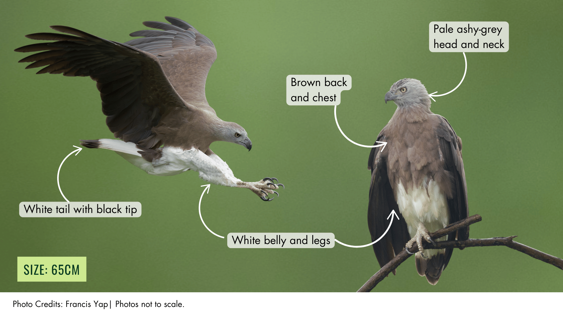 Grey-headed Fish Eagle