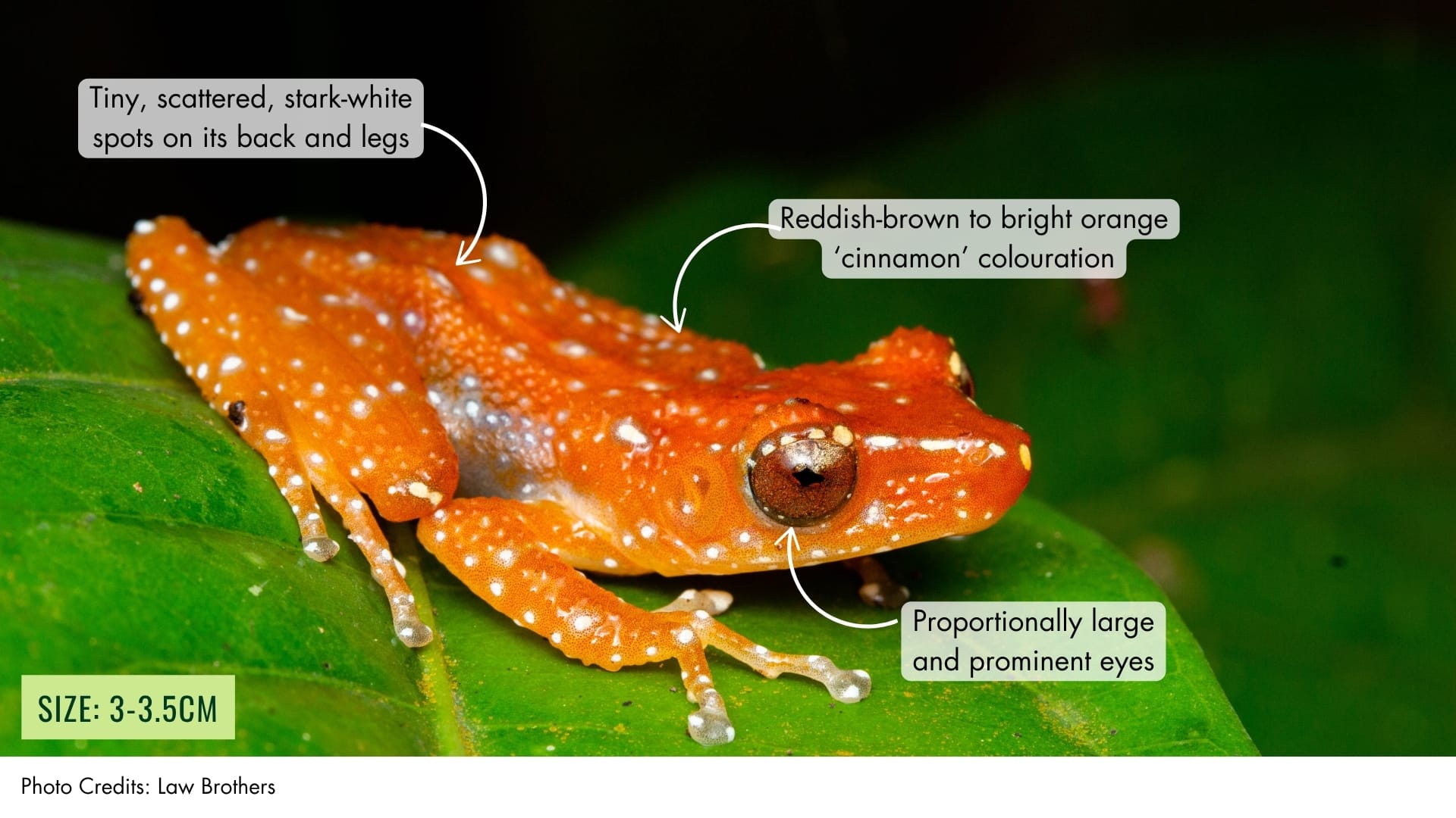 Cryptic Painted Frog | BiodiversitySG