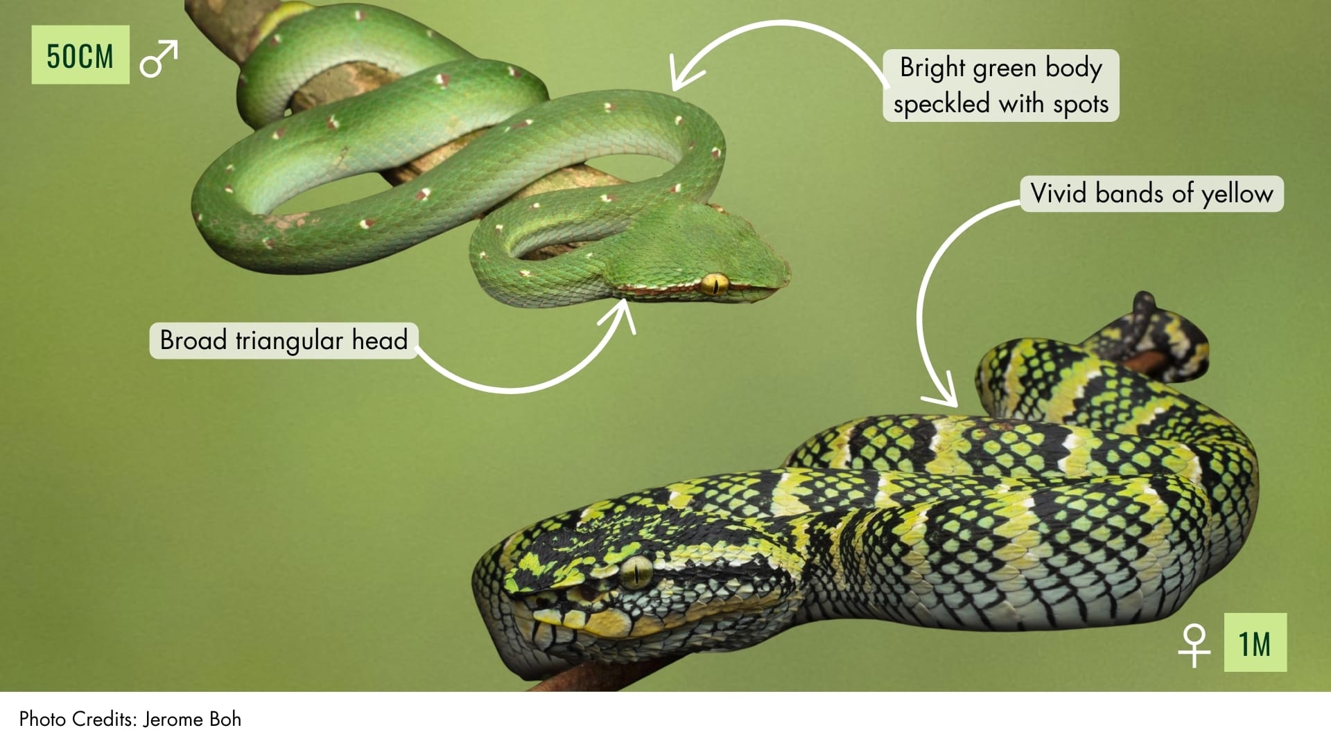 Wagler's Pit Viper
