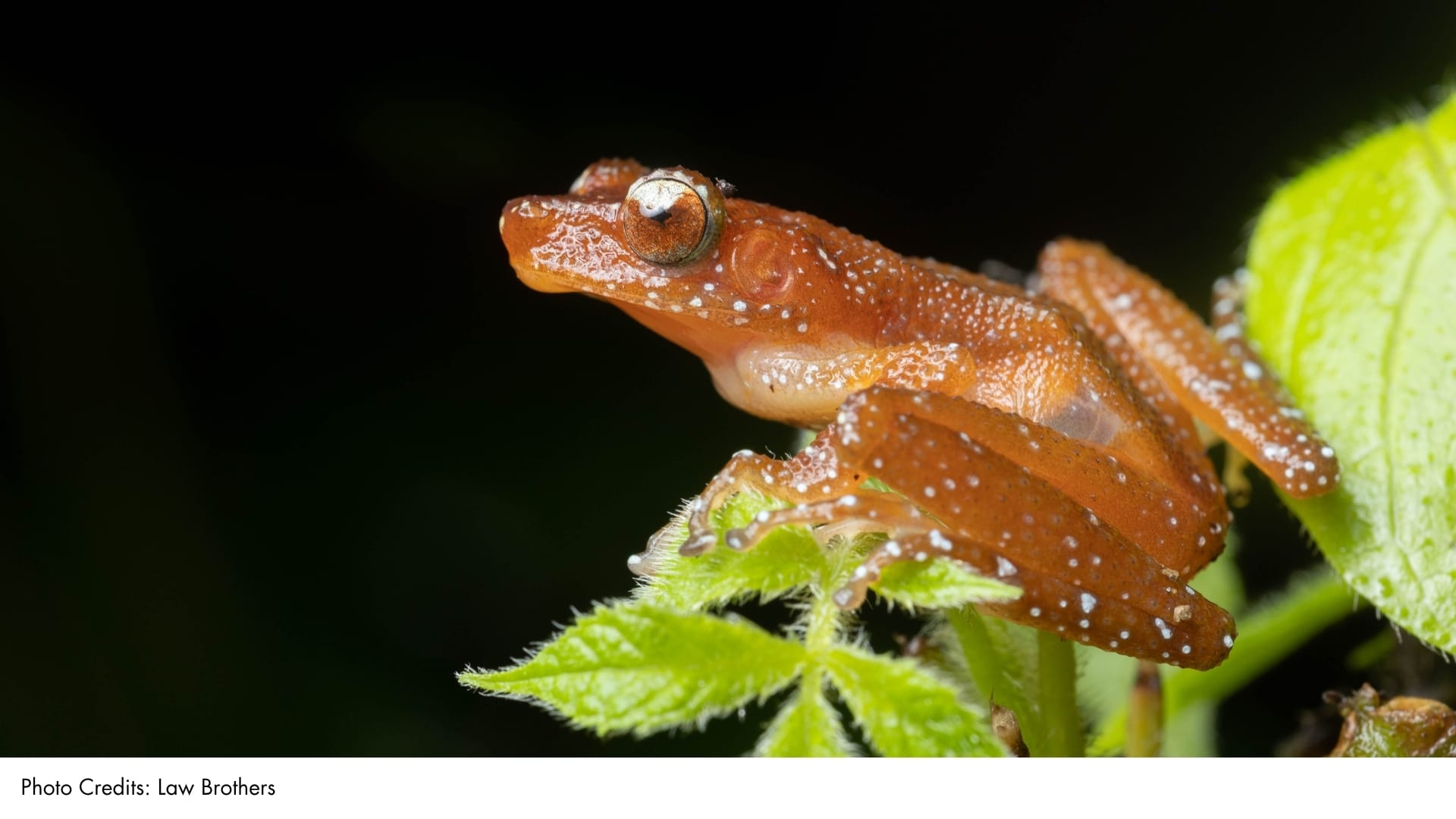 Cryptic Painted Frog | BiodiversitySG