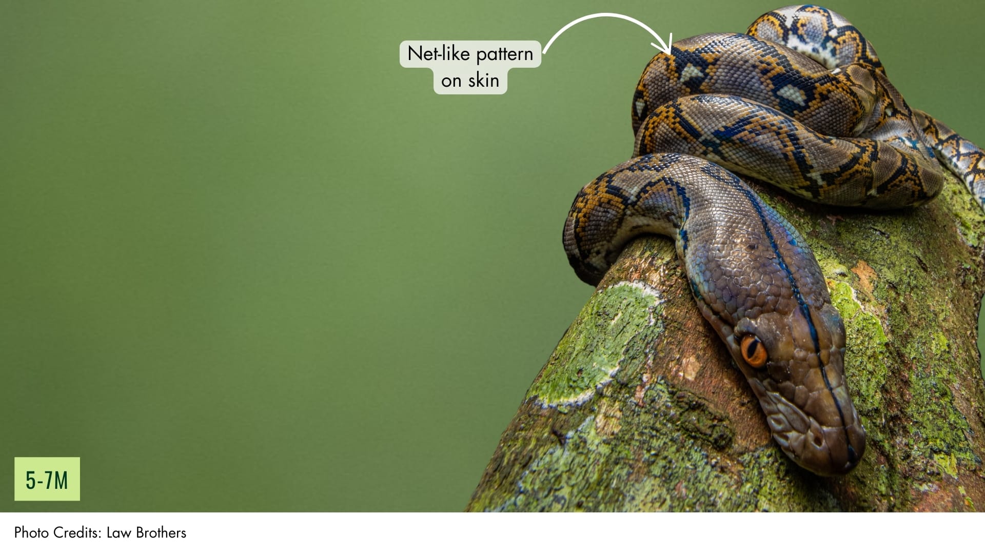 Reticulated Python | BiodiversitySG