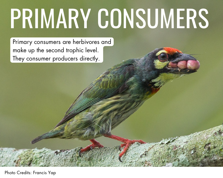 Primary consumers