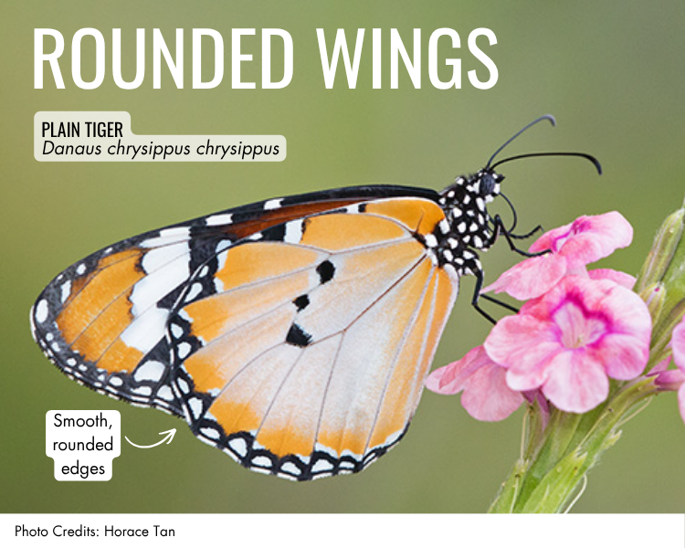 Rounded wings