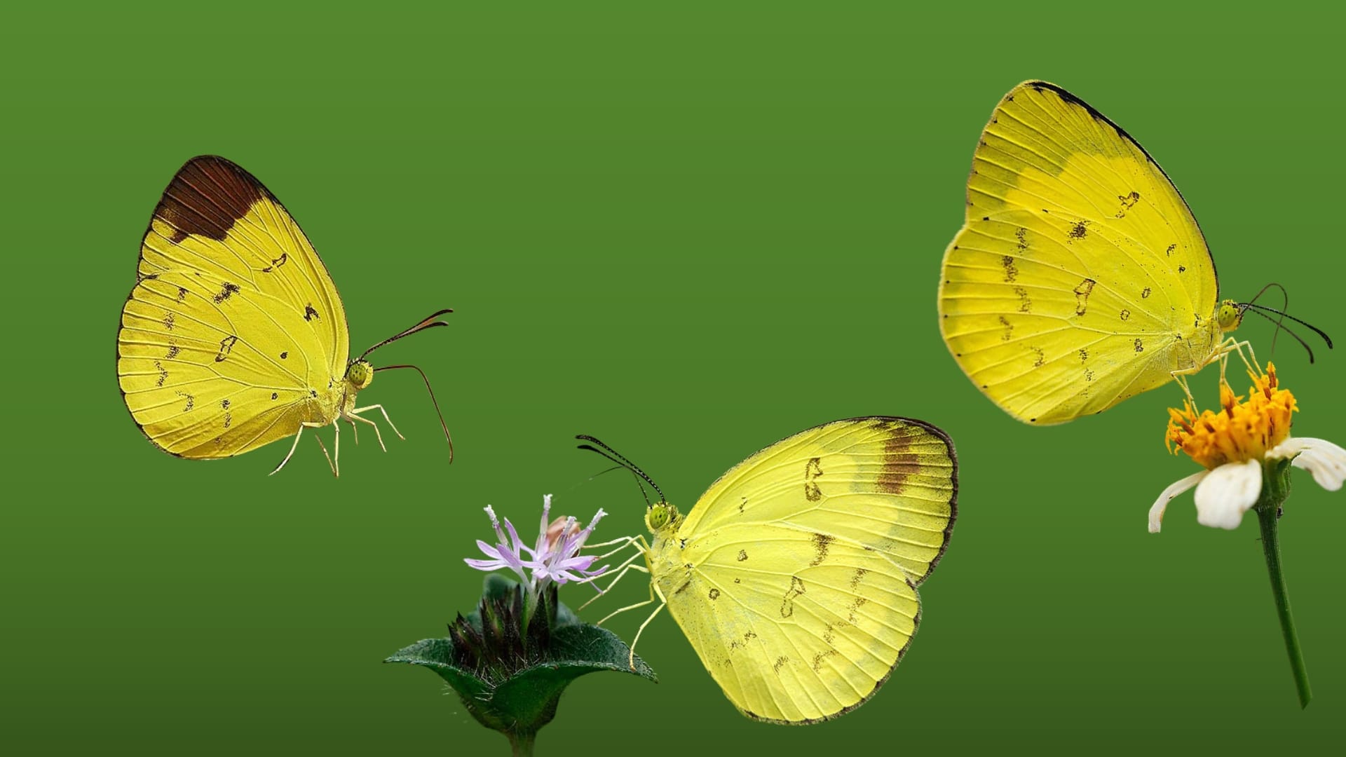 Grass Yellows