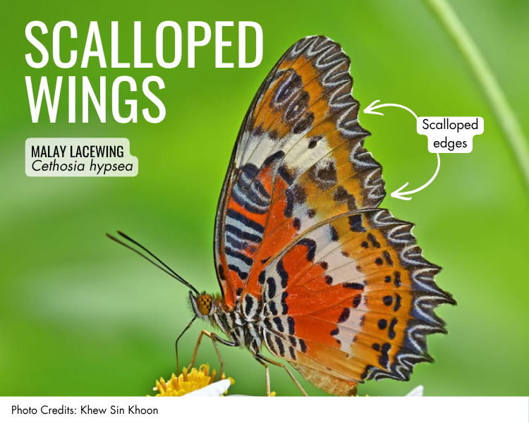 Scalloped wings