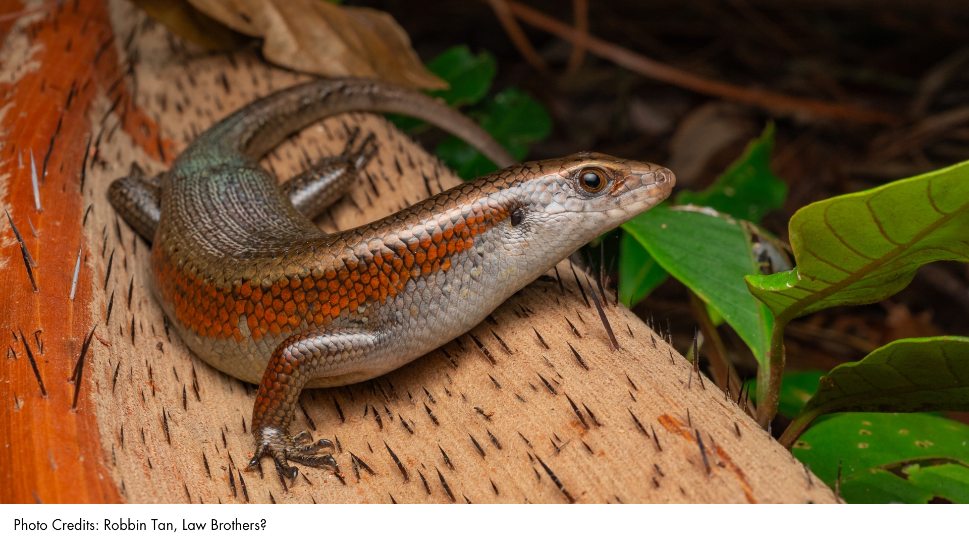 Many-lined Sun Skink