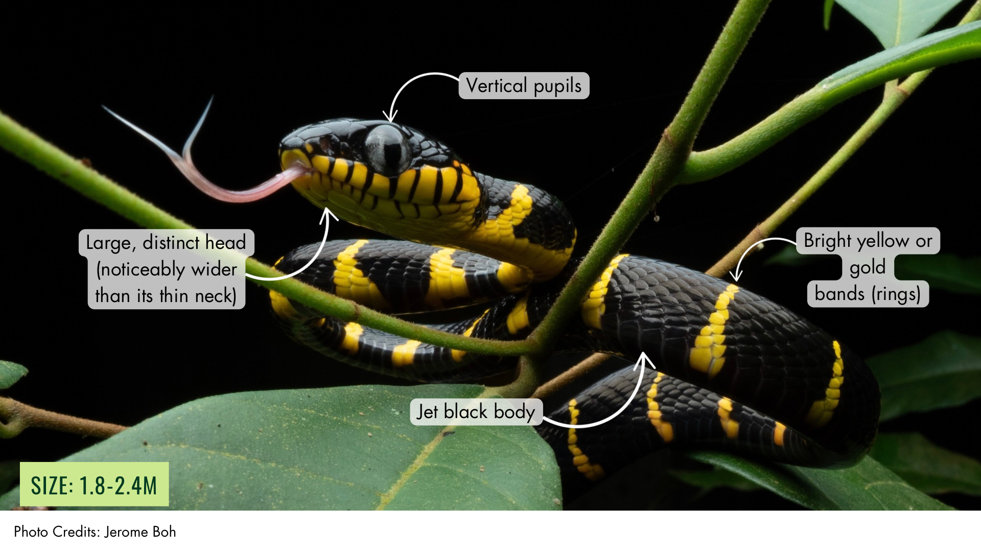 Gold-ringed Cat Snake