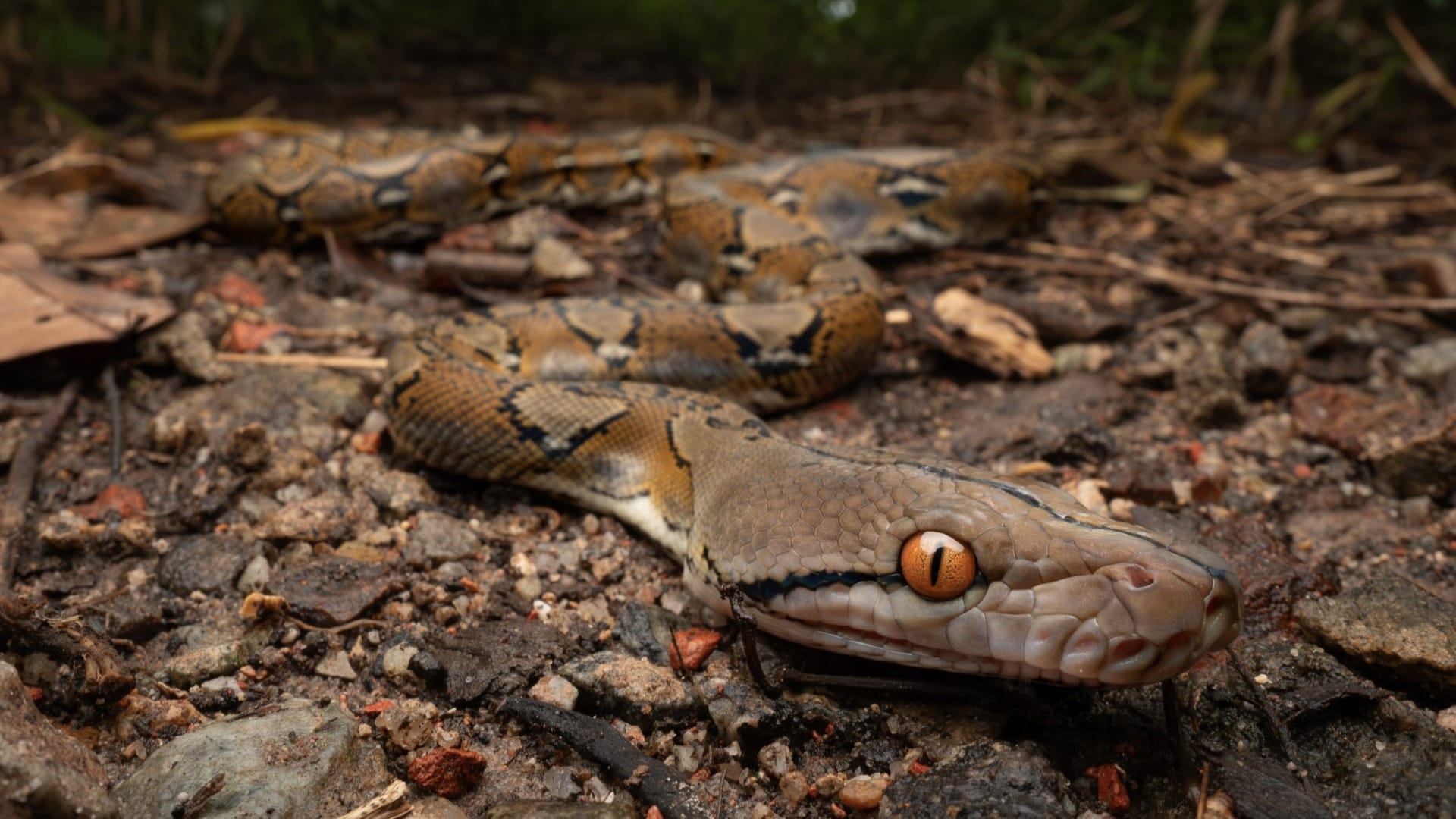 Toffee Riticulated Python Snake Snakes | BiodiversitySG