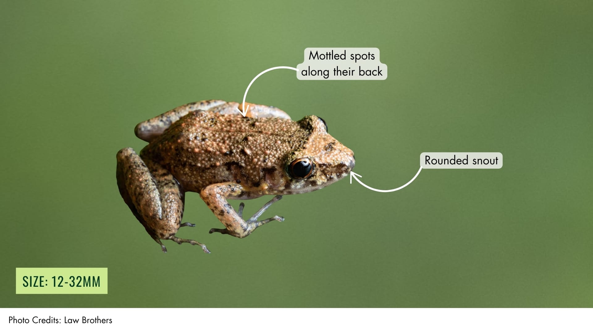 Greenhouse Frog | BiodiversitySG