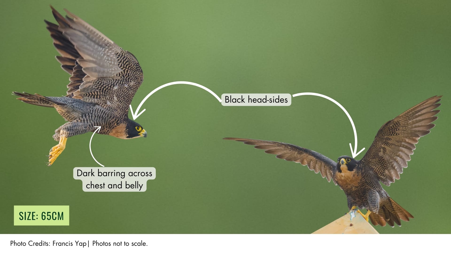 Perugrine Peregrine Falcon | BiodiversitySG