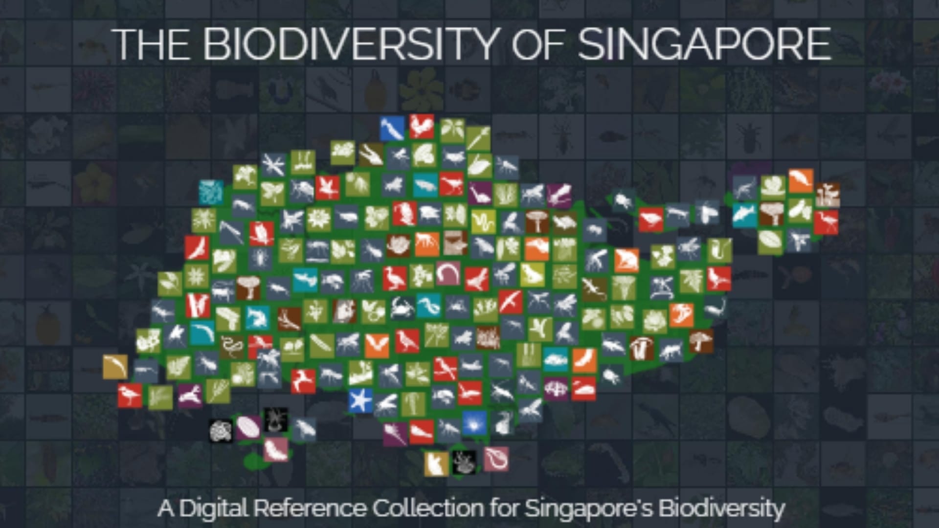 Biodiversity of Singapore - Yellow Bittern