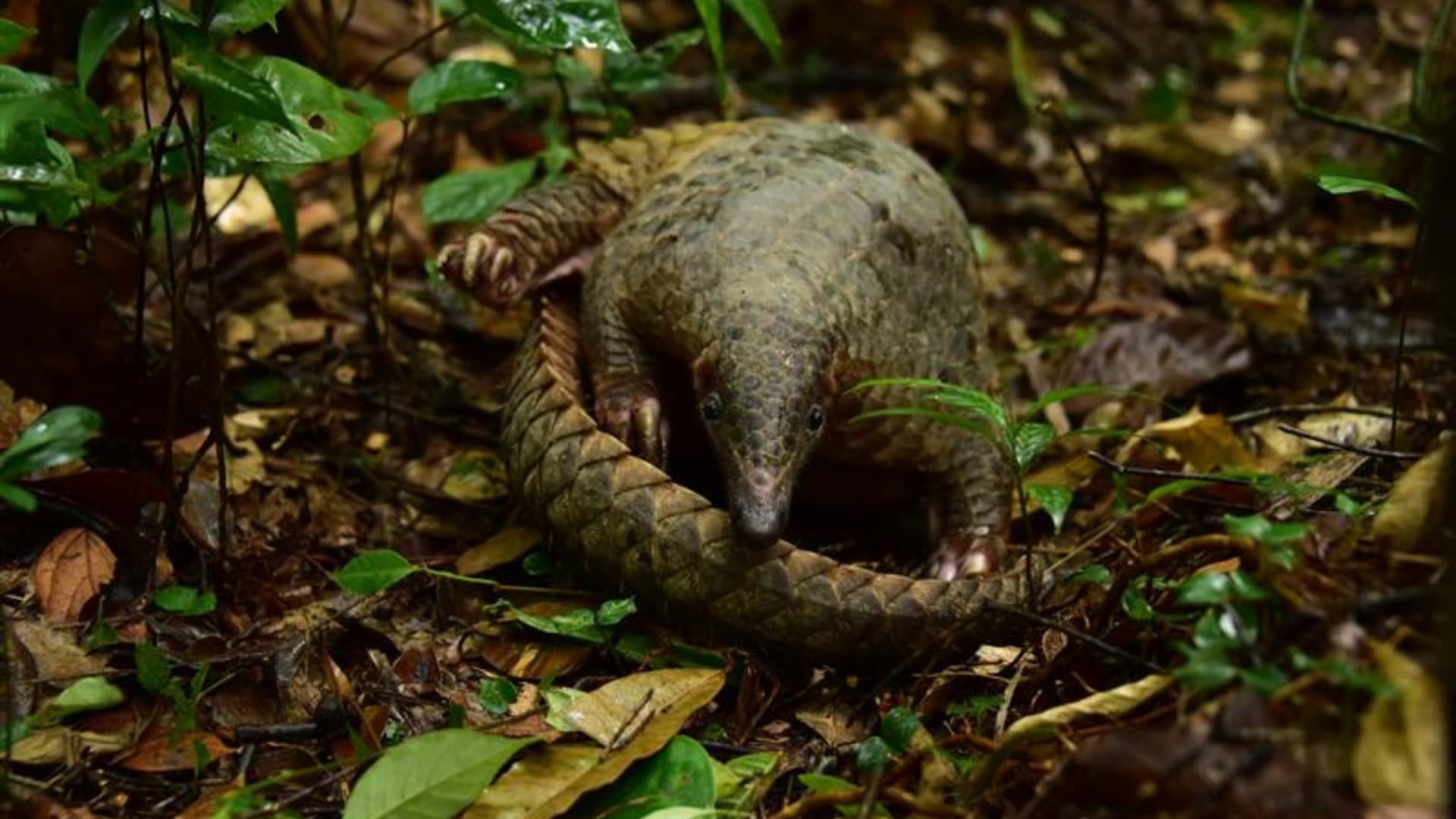 Sunda Pangolin