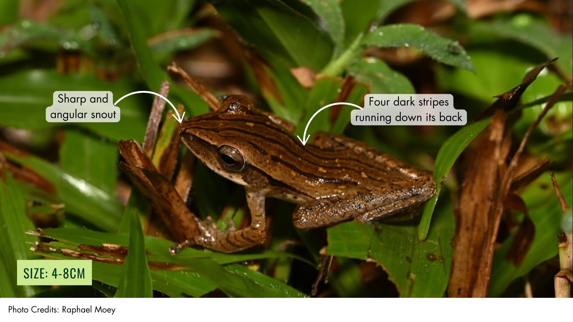Four-lined Tree Frog | BiodiversitySG