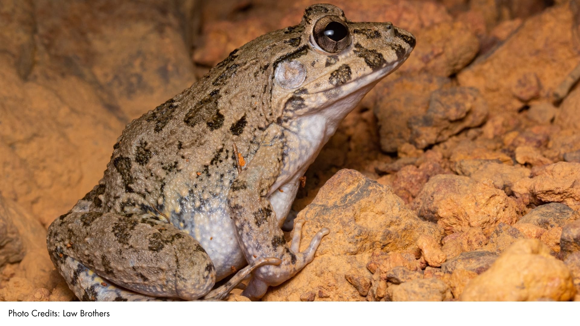 Crab-eating Frog | BiodiversitySG
