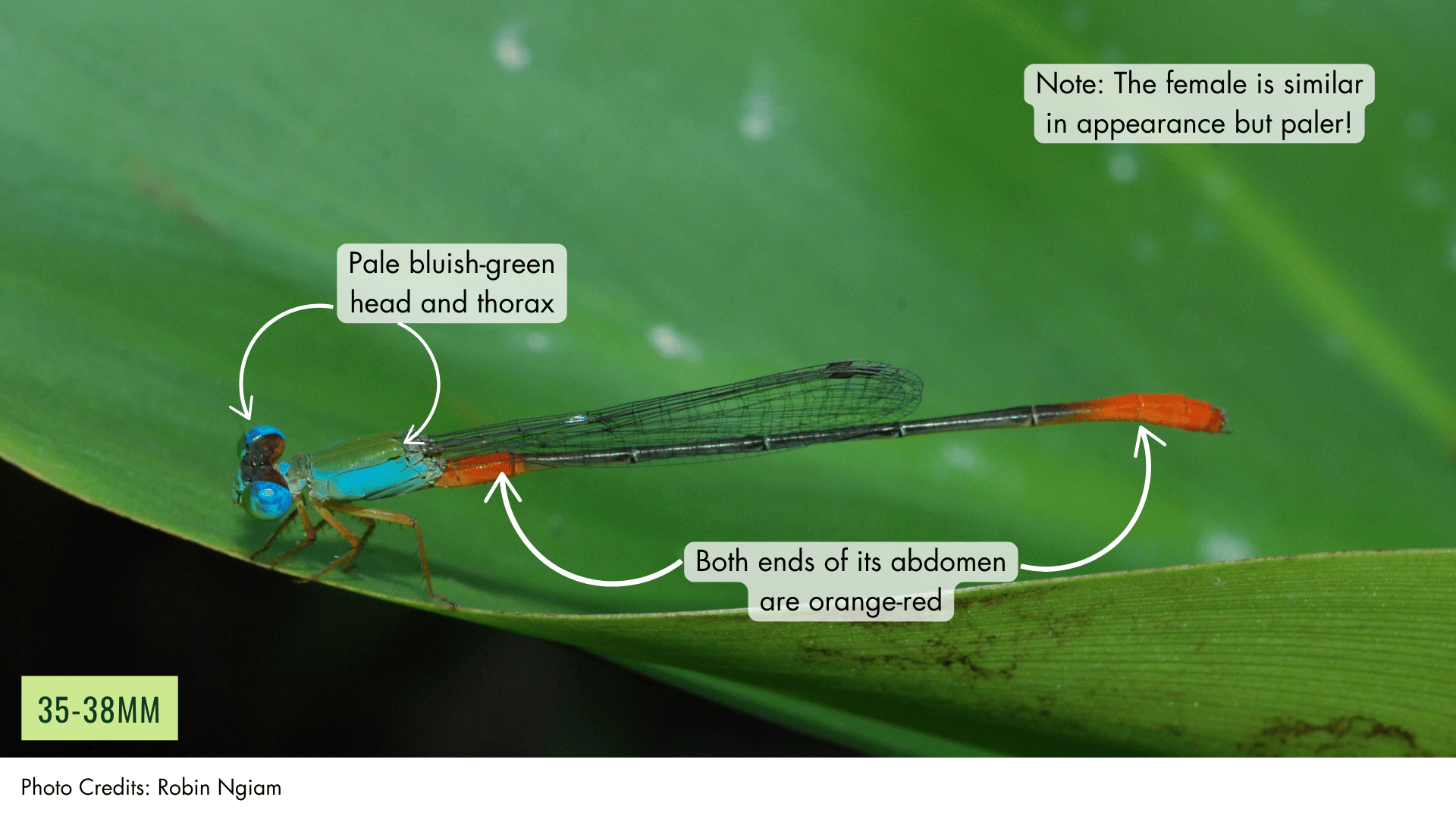 Ornate Coraltail