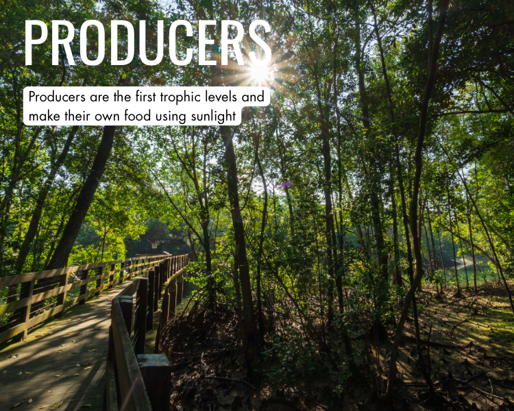 Producers