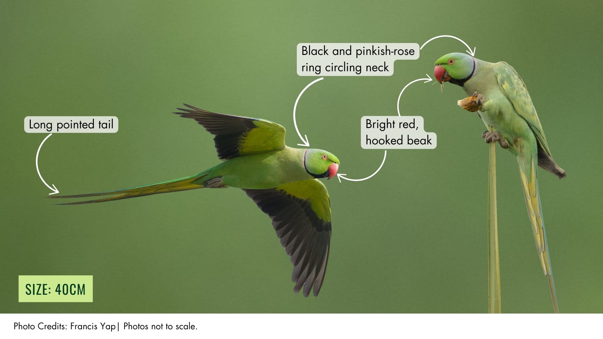 Rose-ringed Parakeet | BiodiversitySG