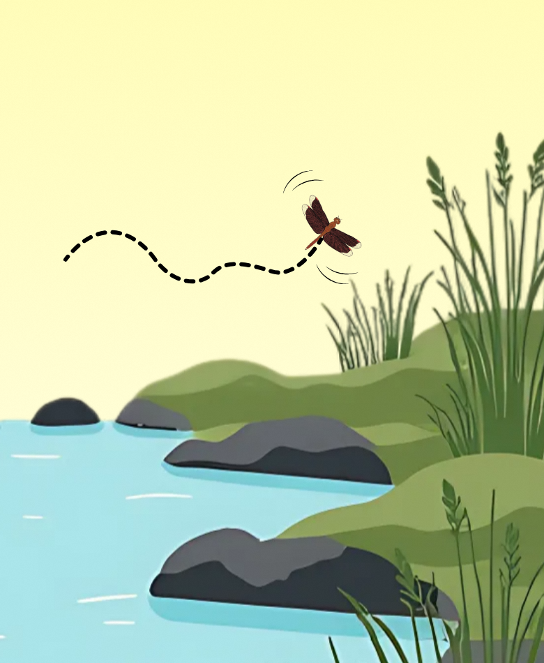 Flutterers have a slower, more hovering flight pattern, characterised by gentle, fluttering wingbeats that allow them to maneuver delicately among vegetation.