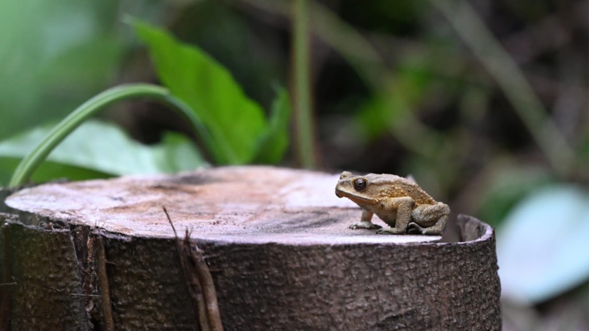 Amphibians | BiodiversitySG