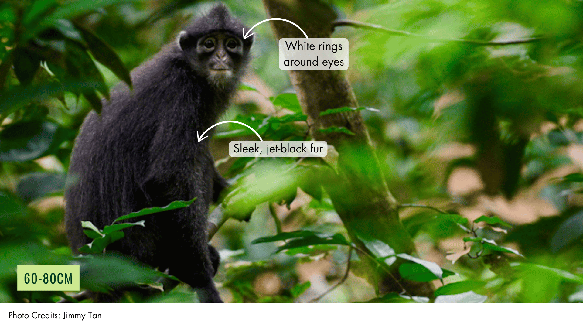 Raffles' Banded Langur