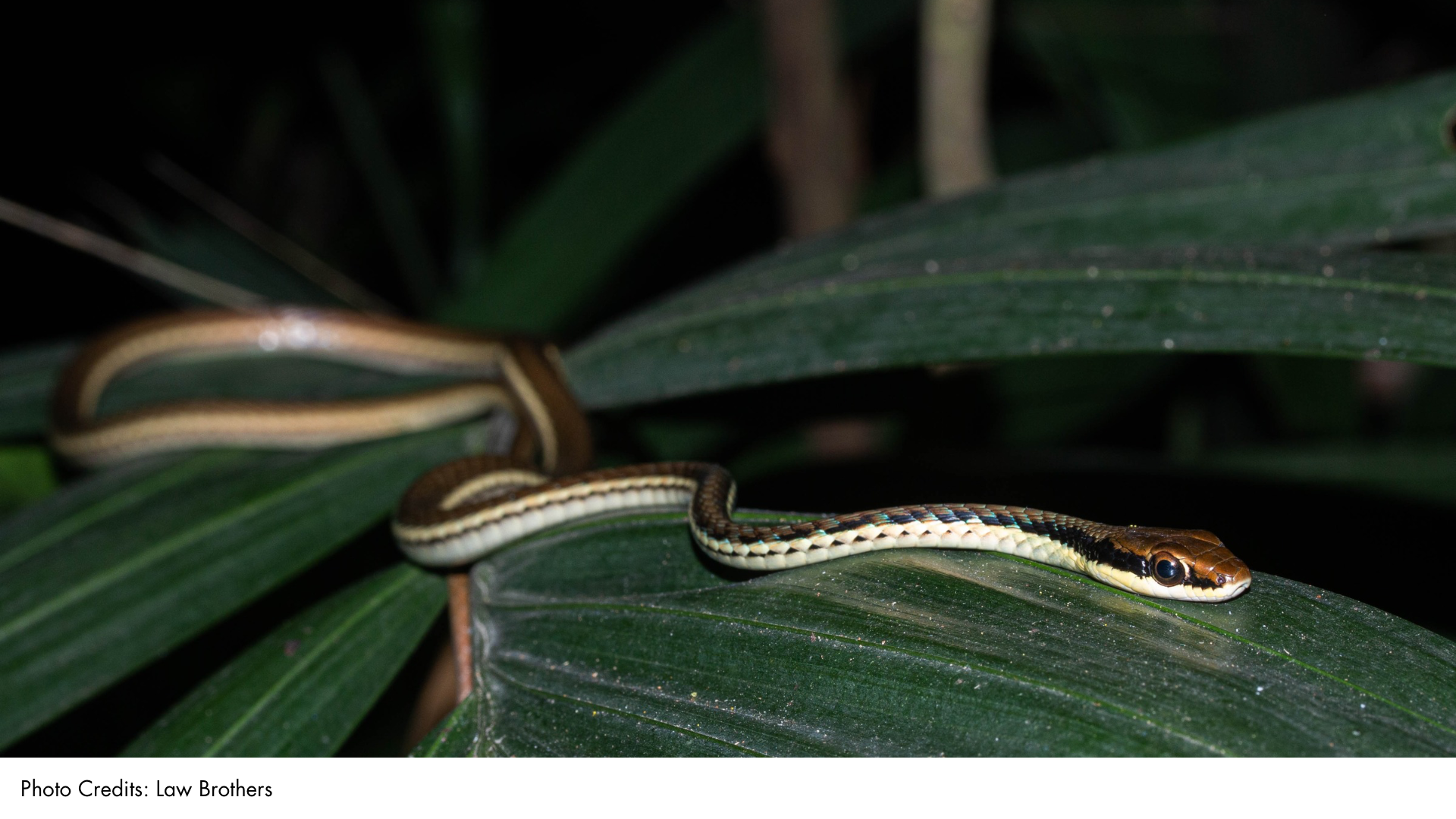 Painted Bronzeback