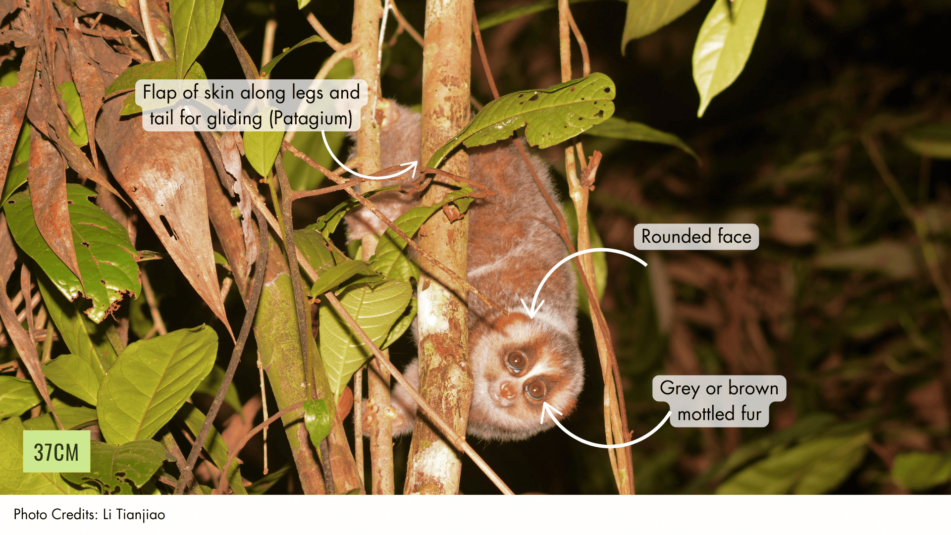 Sunda Slow Loris