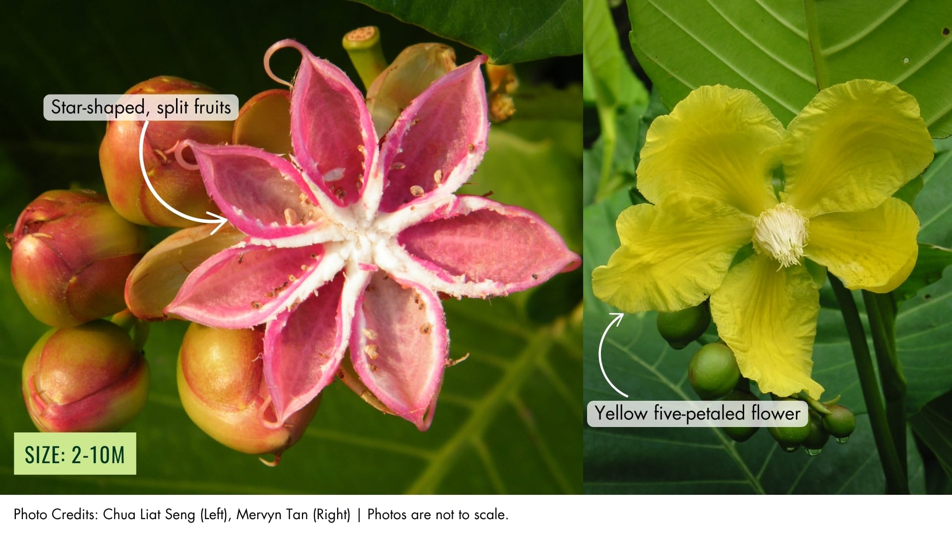 Simpoh Air | BiodiversitySG