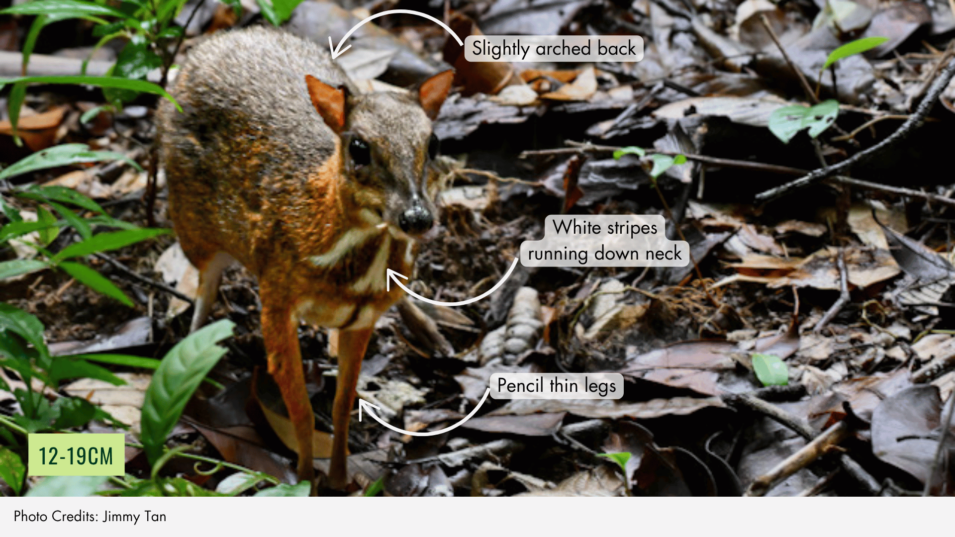 Lesser Mousedeer