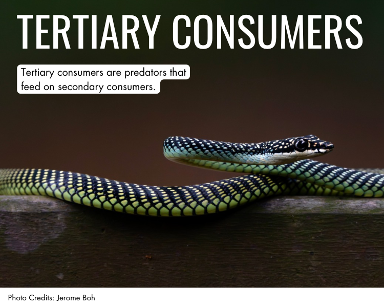 Tertiary consumers