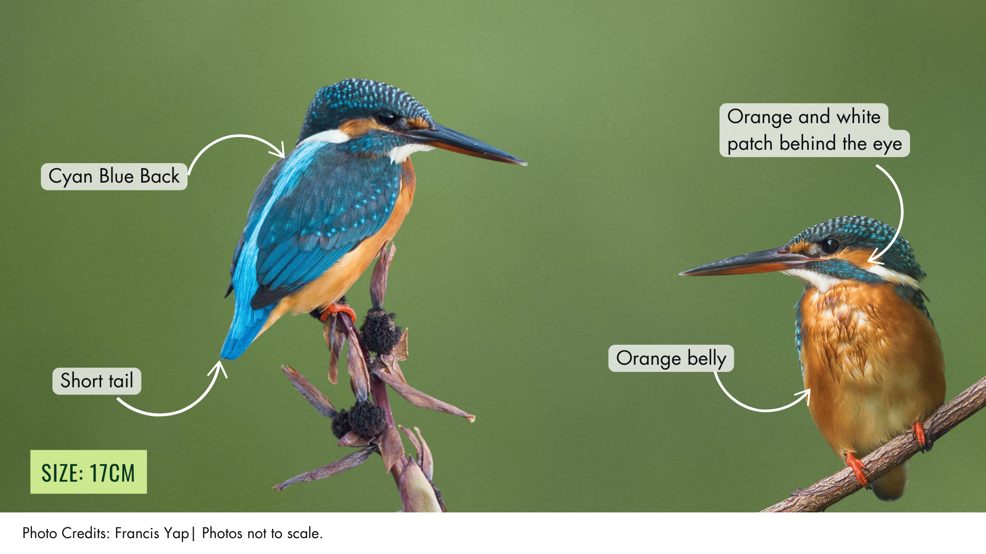 Common Kingfisher