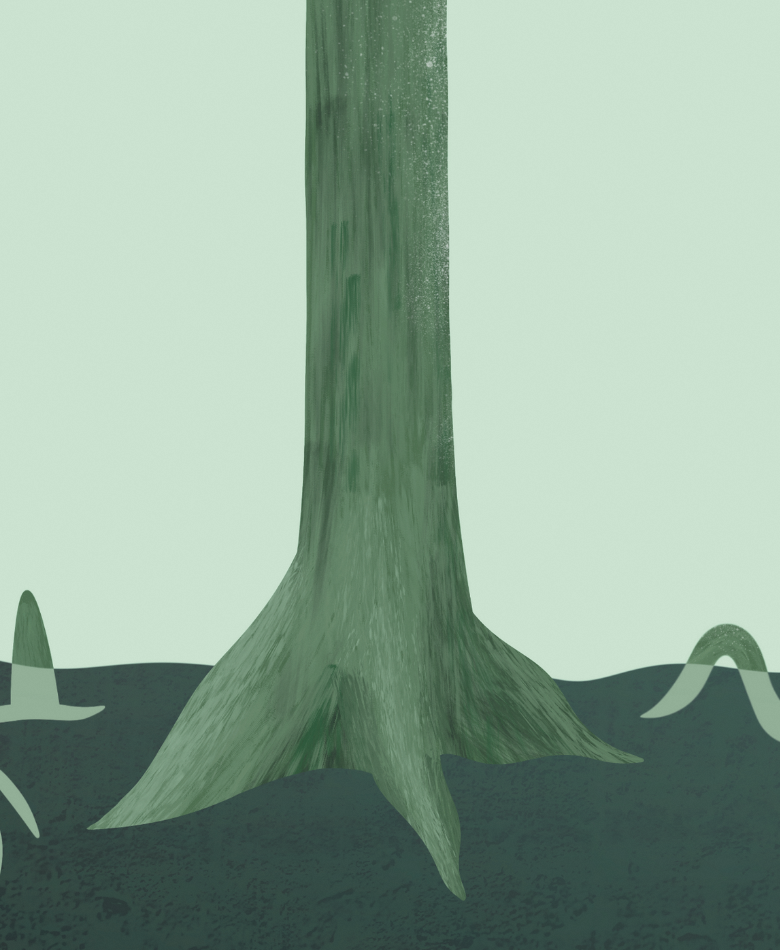 Buttress Roots