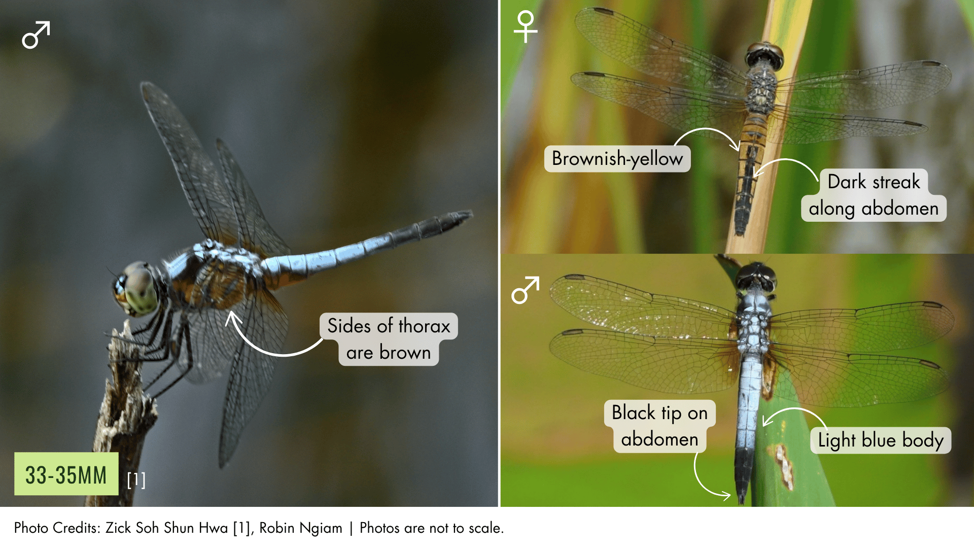 Blue Dasher