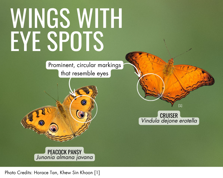 Wings with eye spots