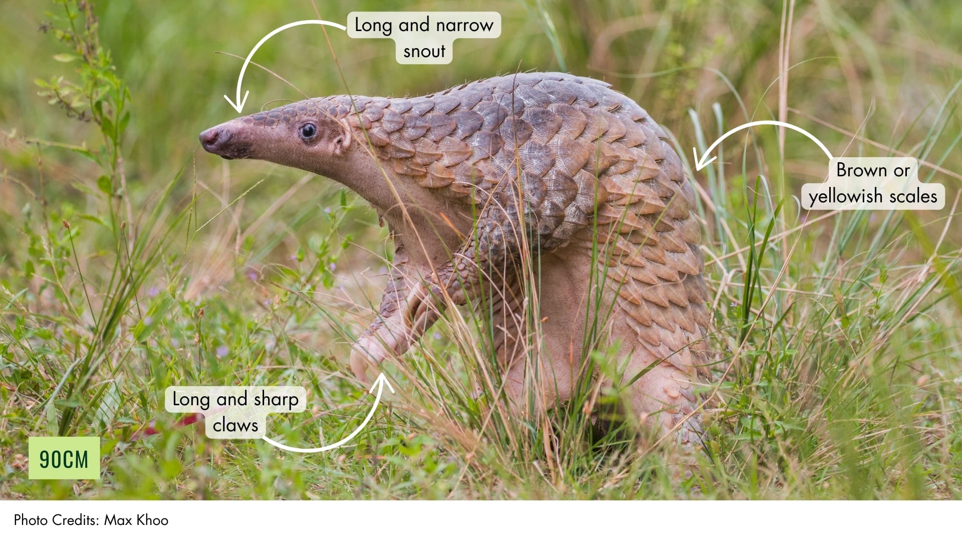 Sunda Pangolin