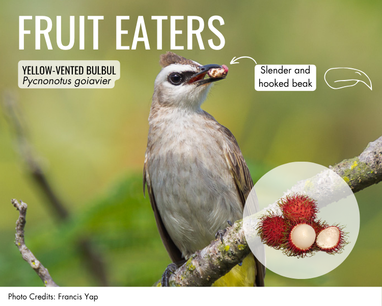 fruit eaters