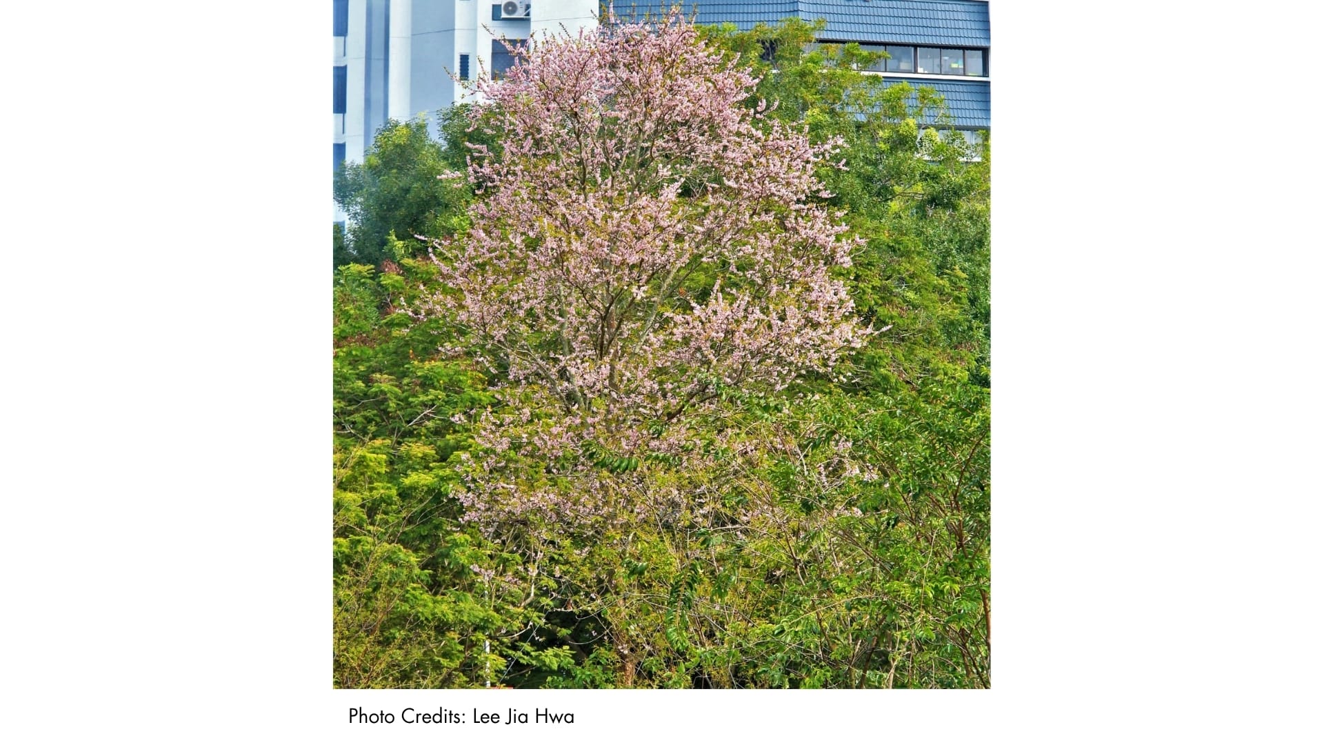 Pink Mempat | BiodiversitySG