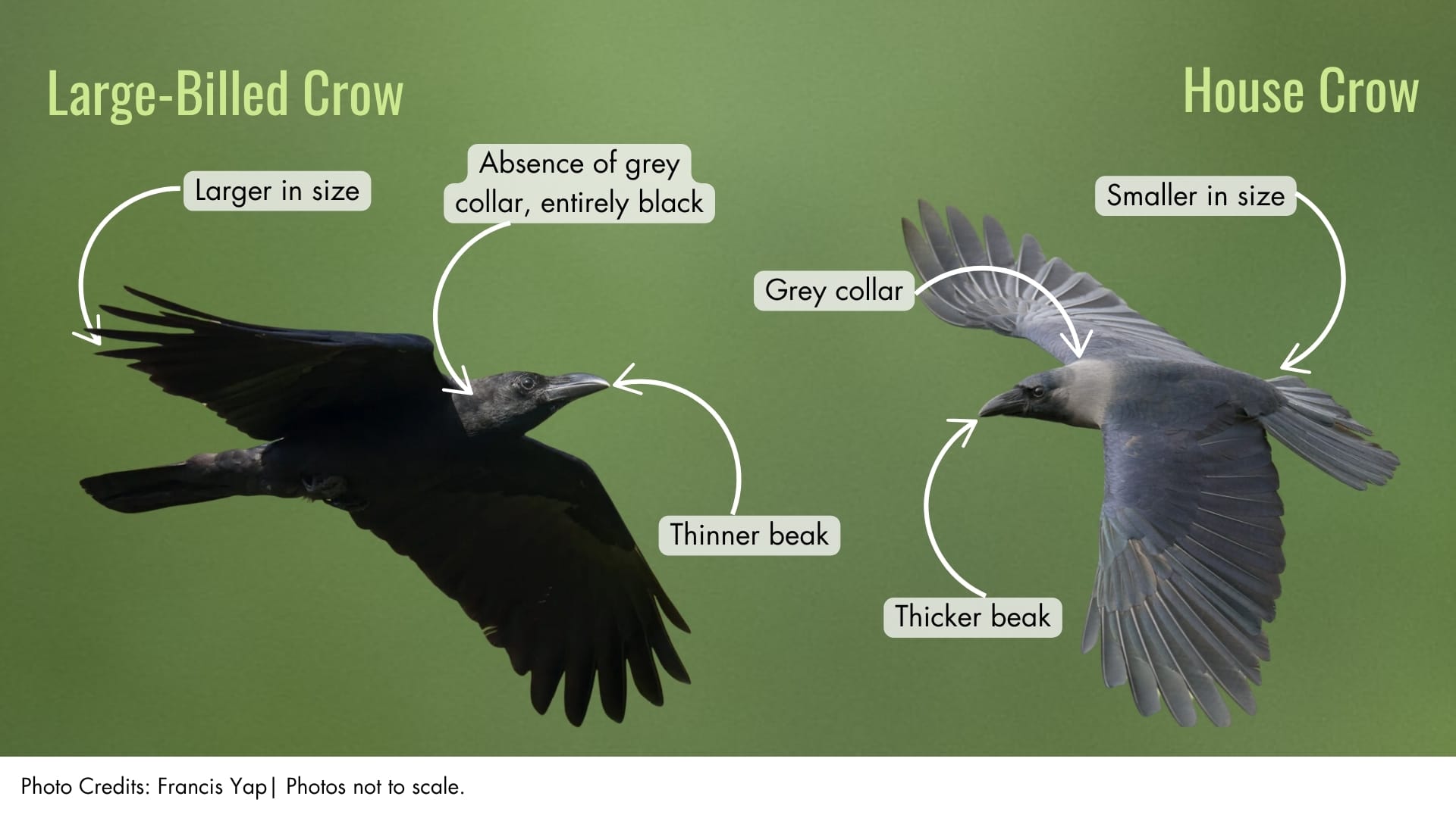 House Crow | BiodiversitySG