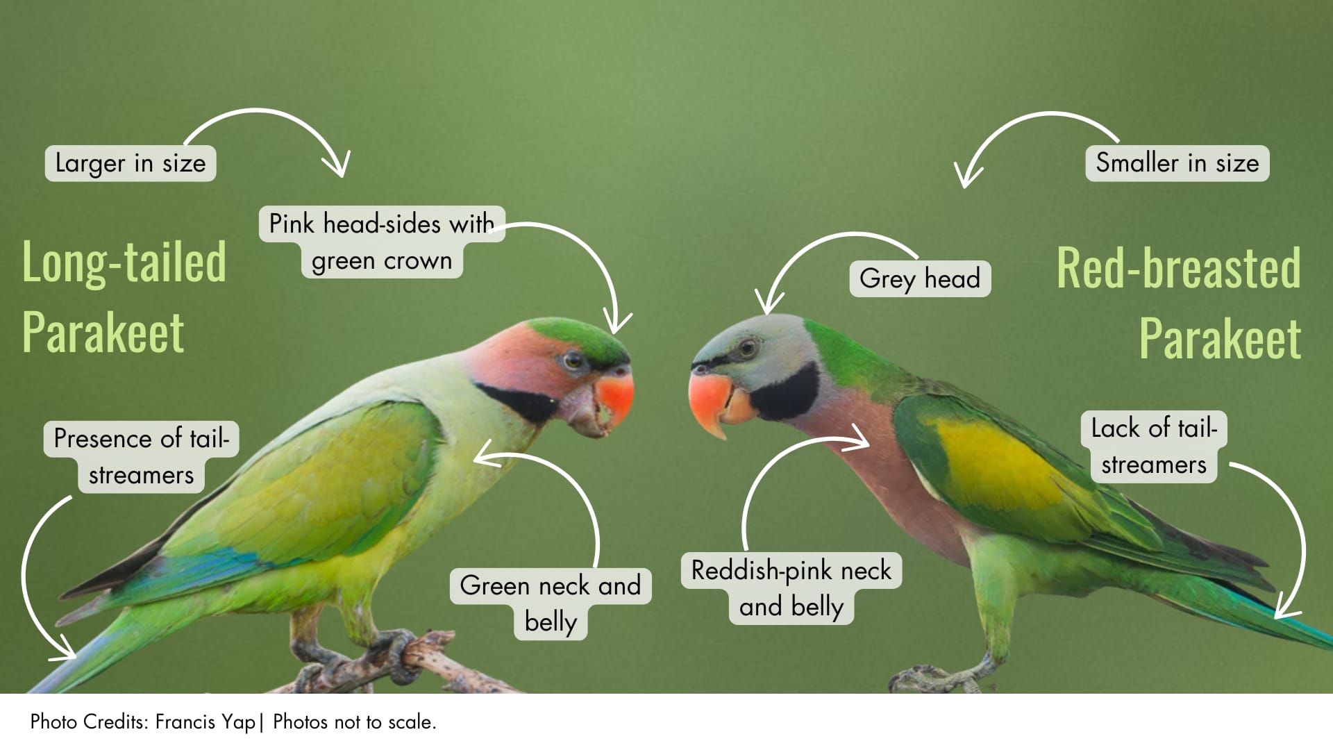 Red-breasted Parakeet | BiodiversitySG