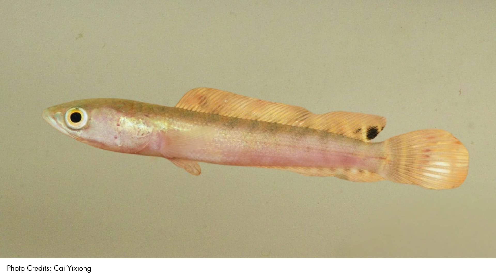Common Snakehead | BiodiversitySG