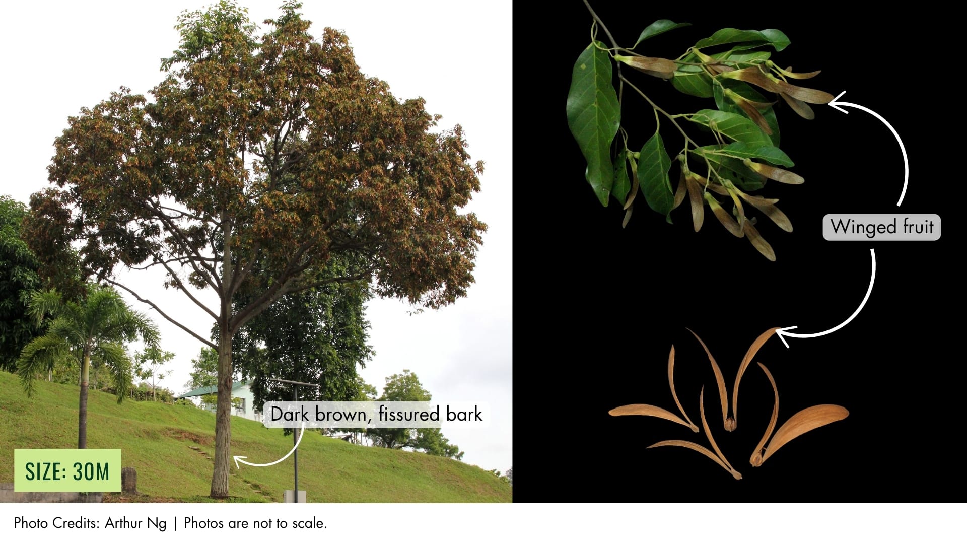 Chengal Pasir | BiodiversitySG