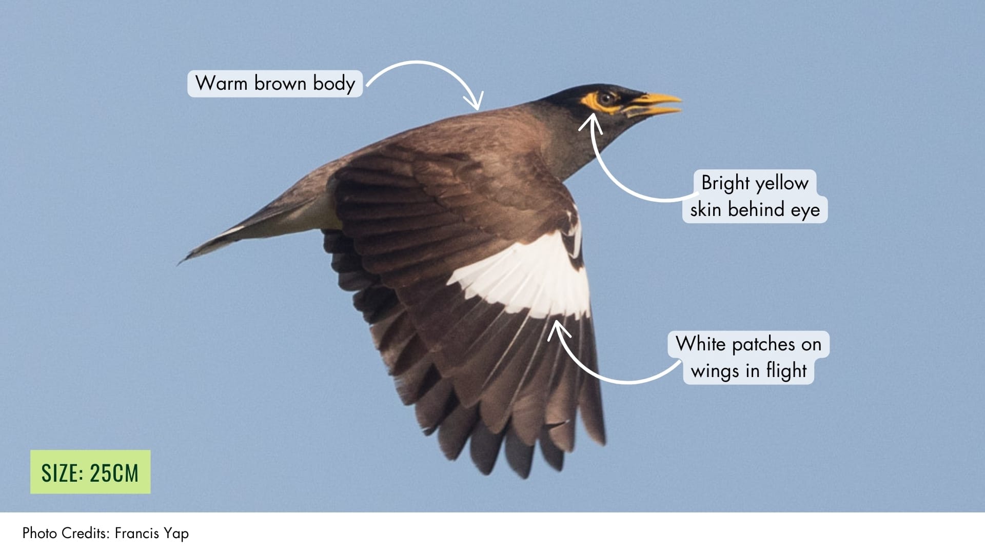 Common Myna | BiodiversitySG
