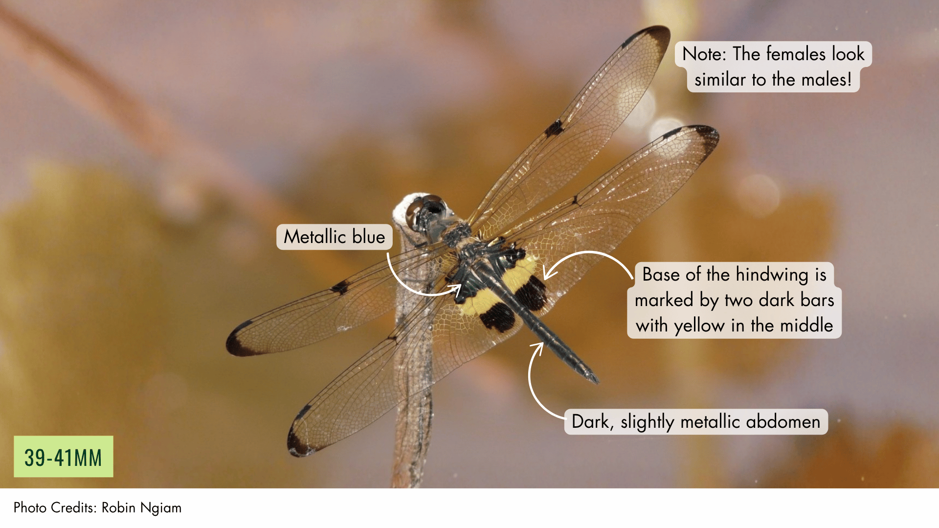 Yellow-barred Flutterer