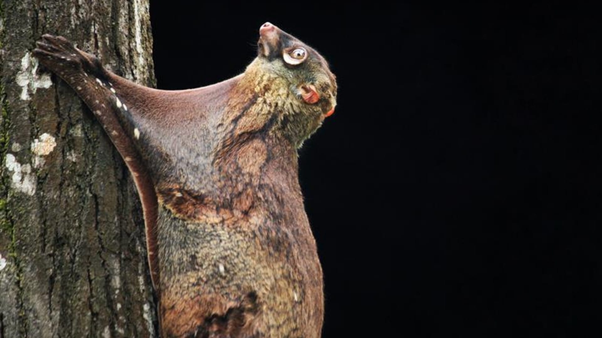 Sunda Colugo