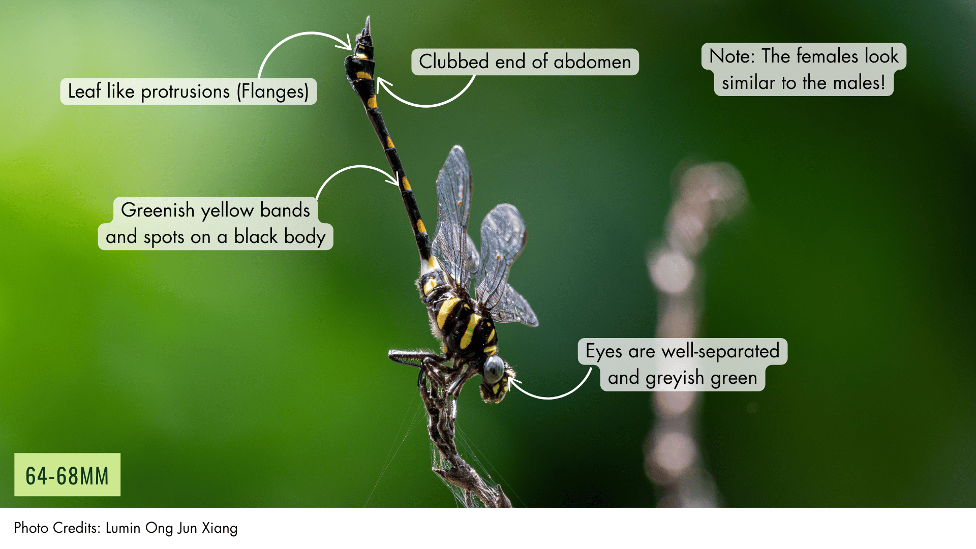 Common Flangetail