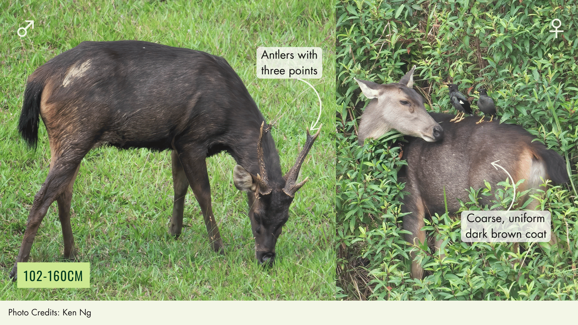 Sambar Deer