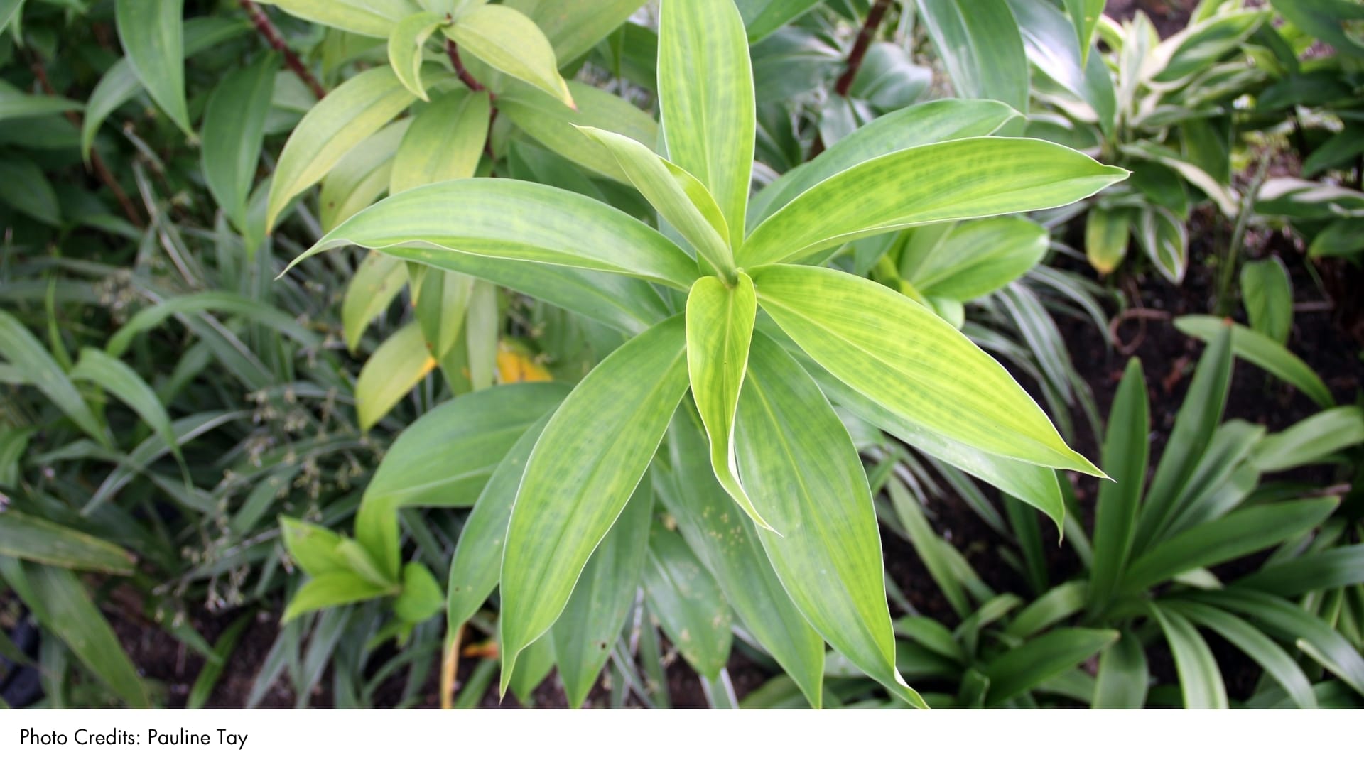 Crepe Ginger | BiodiversitySG