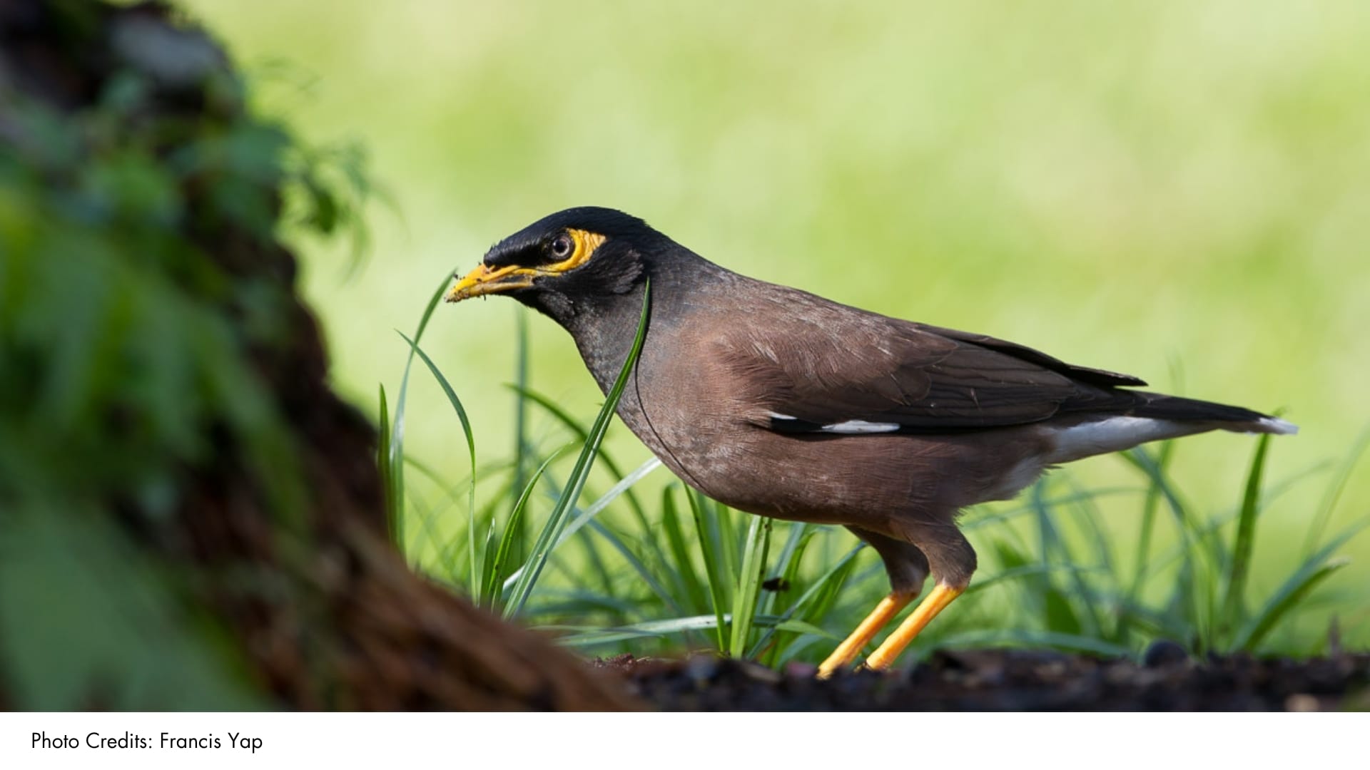 Common Myna | BiodiversitySG