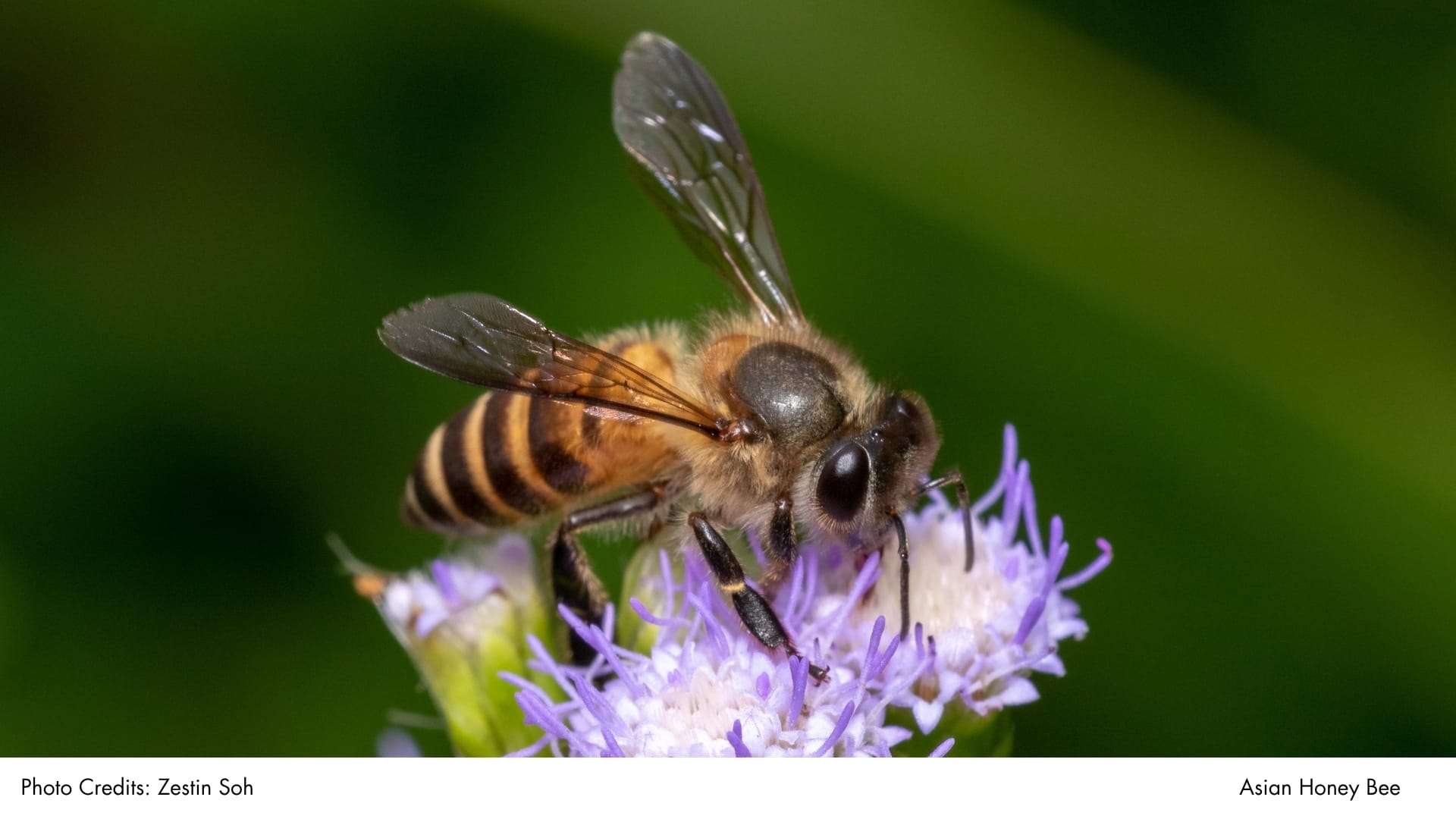 Asian Honey Bee | BiodiversitySG