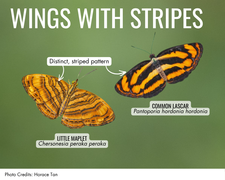 Wings with stripes